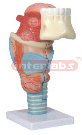 HUMAN LARYNX WITH TEETH AND TONGUE